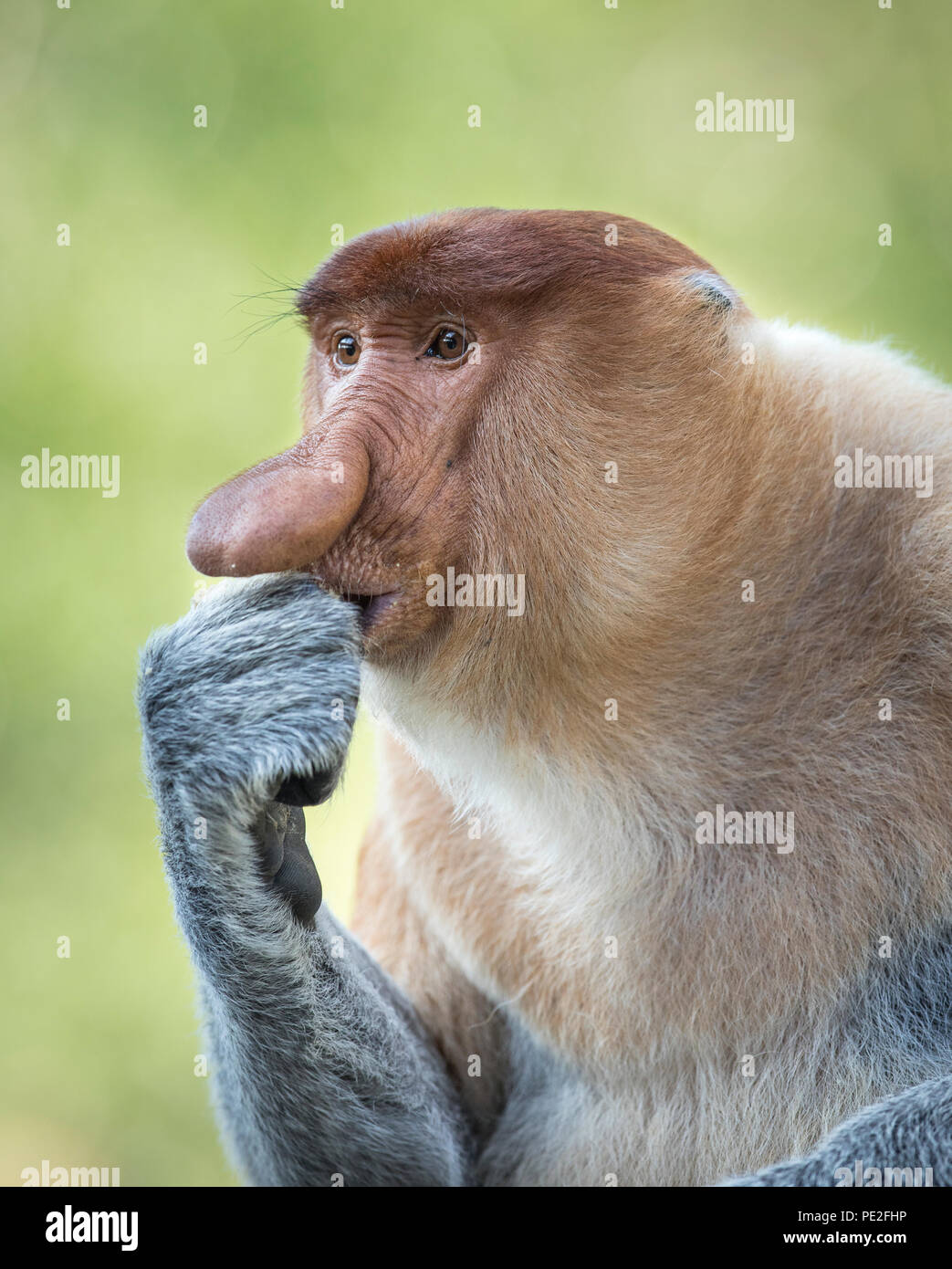 Proboscide scimmia nella posa di pensiero Foto Stock