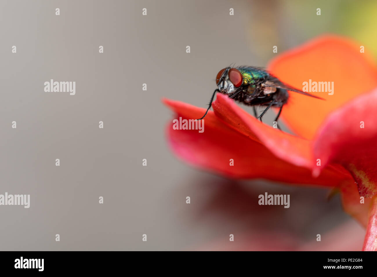 Housefly macro Foto Stock