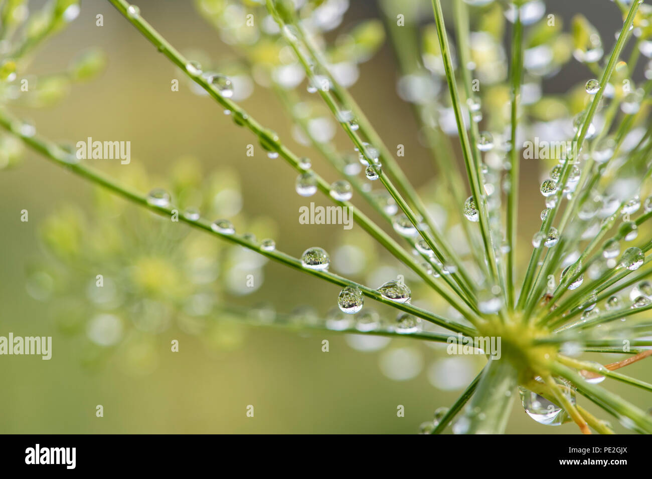 Gocce di pioggia su un fiore di aneto Foto Stock