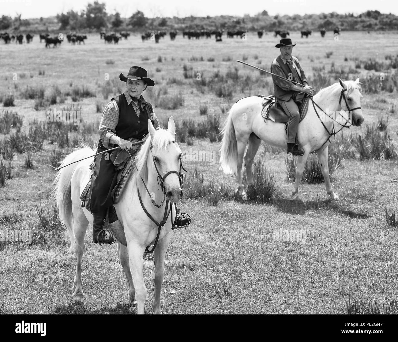 Cruise turisti visitano un cavallo e bull fattoria con i cavalli giovani, lavoratori in posa e piloti arrotondando i tori nella regione della Camargue di Francia, 2018 Foto Stock