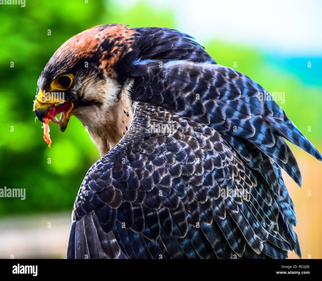 Falco pellegrino arroccato su falconer il guanto avente un pasto Foto Stock