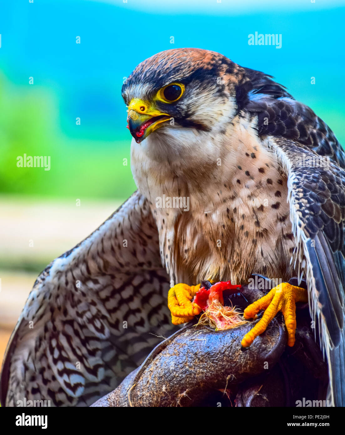 Falco pellegrino arroccato su falconer il guanto avente un pasto Foto Stock