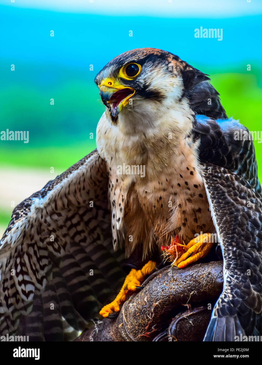 Falco pellegrino arroccato su falconer il guanto avente un pasto Foto Stock