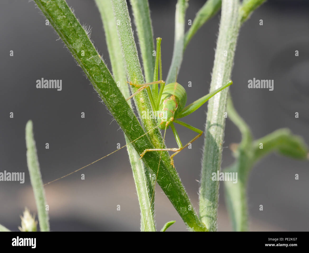 Grillo verde insetto Foto Stock
