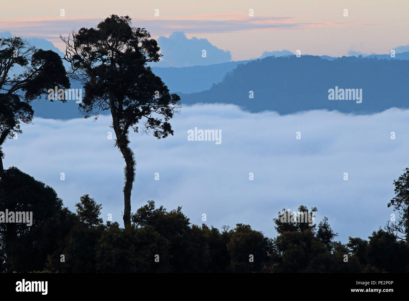 Alba sul parco con basse nubi nella valle di Kerinci Seblat NP, Sumatra, Indonesia Giugno 2014 Foto Stock