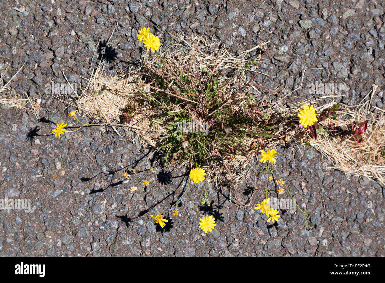 Erbacce crescendo attraverso la strada asfaltata della superficie. Foto Stock