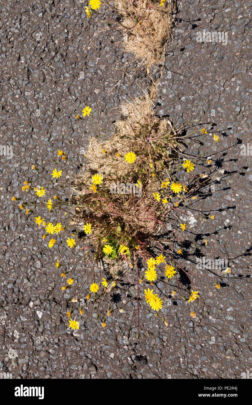 Erbacce crescendo attraverso la strada asfaltata della superficie. Foto Stock