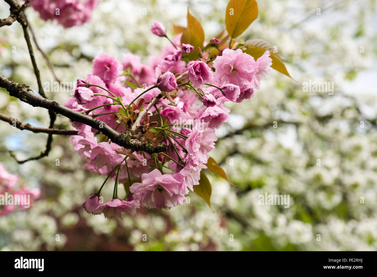 Il doppio di rosa Fiori di Ciliegio ornamentale blossom Sato Zakura 'Kanzan' contro albero bianco fiore in un parco urbano in primavera. Inghilterra, Regno Unito, Gran Bretagna Foto Stock