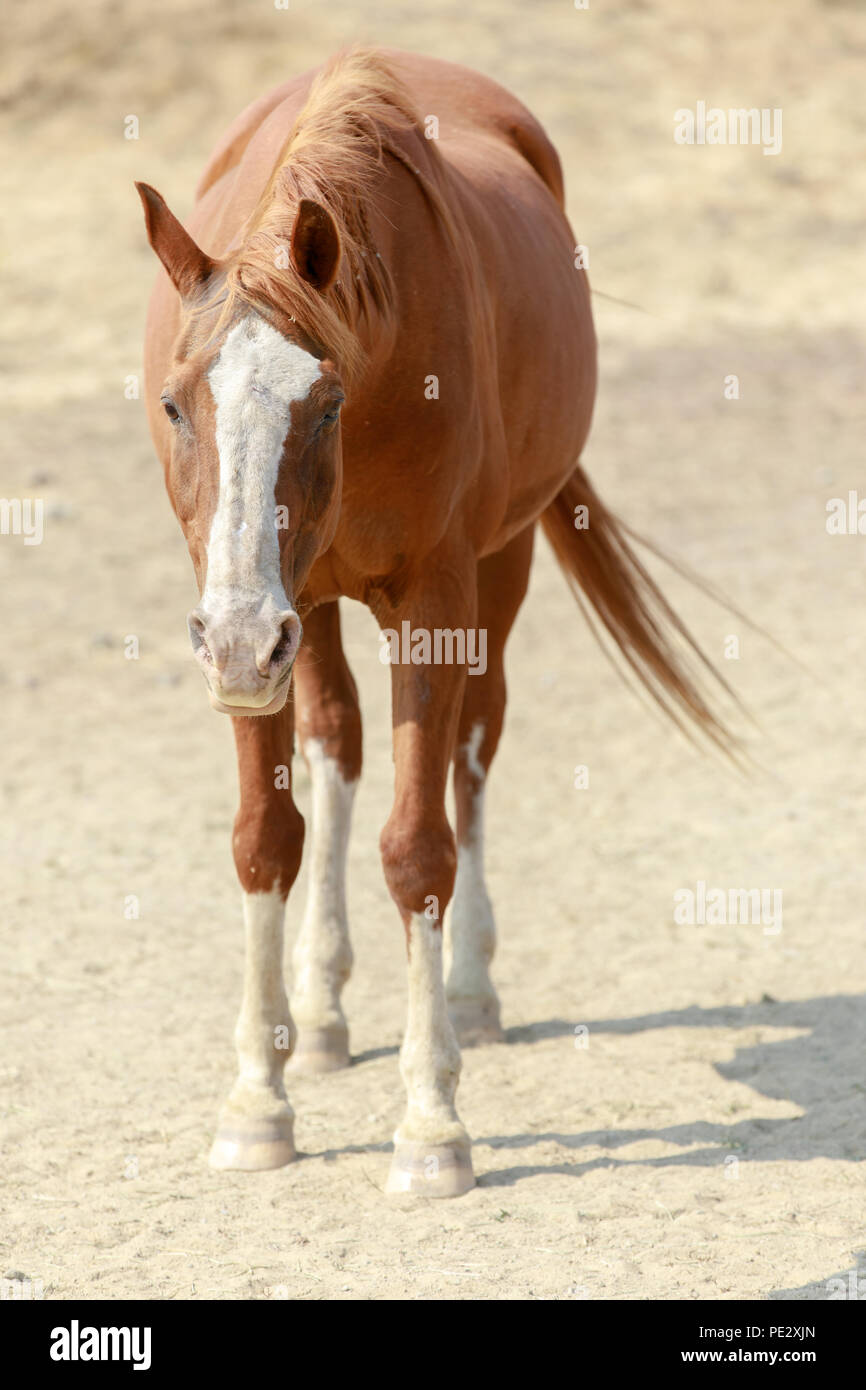 Cavallo di castagne con faccia bianca marcature in piedi in collina a cavallo di preservare in un giorno d'estate. Foto Stock