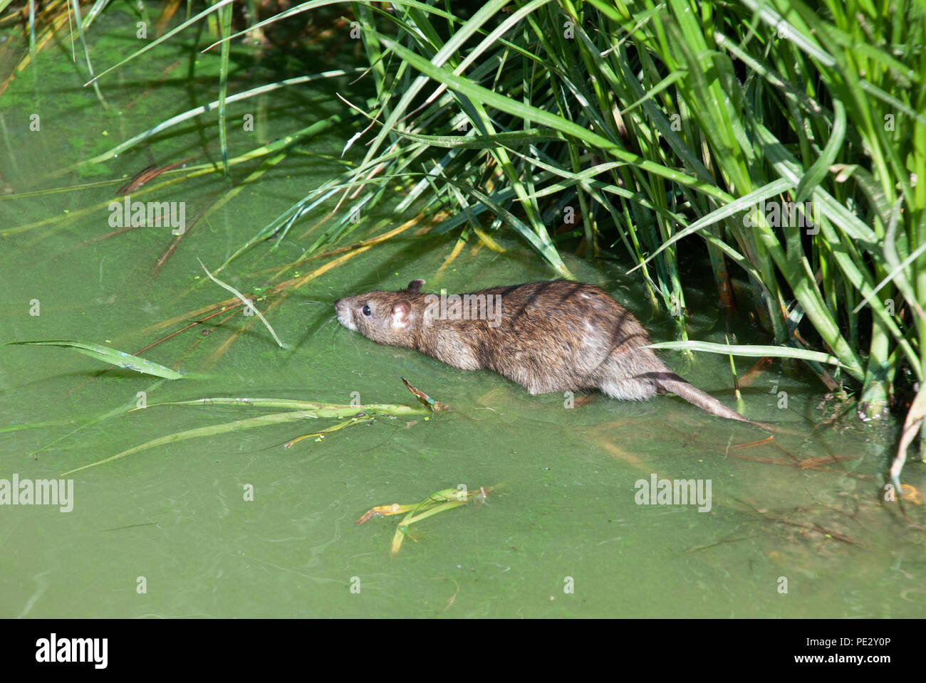 Adulto ratto marrone (Rattus norvegicus), nuotare nel fiume Brent, vicino a Brent serbatoio, noto anche come Welsh Arpa serbatoio, Brent, London, Regno Unito Foto Stock