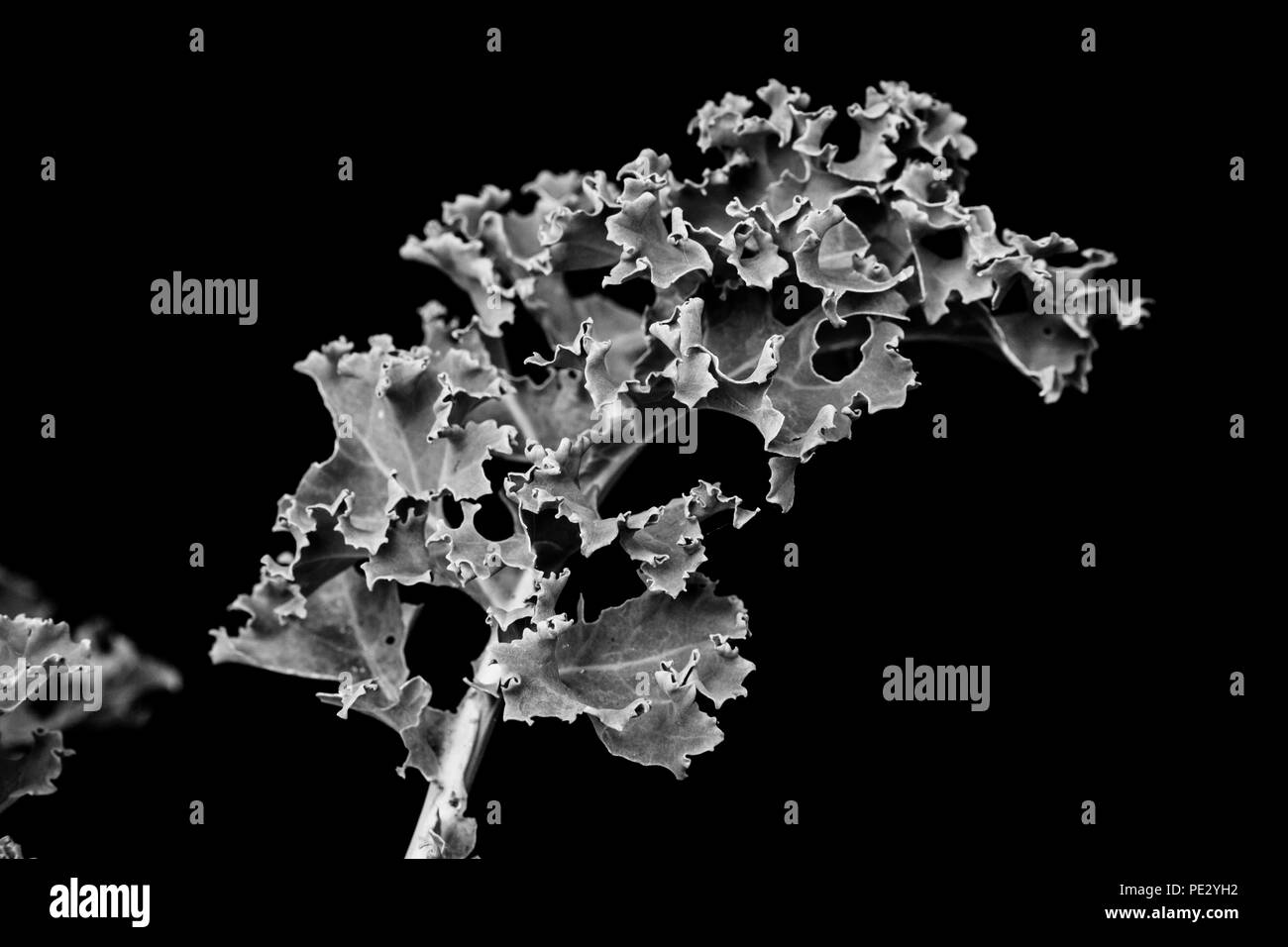 Cavolo laciniato foglia (foglie) isolate su uno sfondo nero Foto Stock