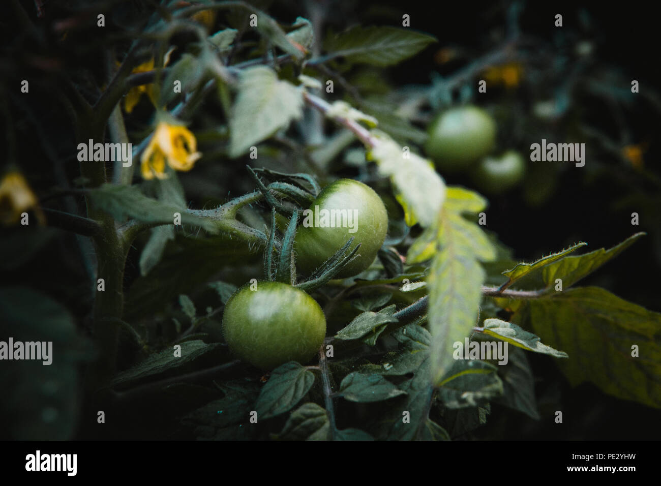 Le piante di pomodoro con i pomodori verdi Foto Stock