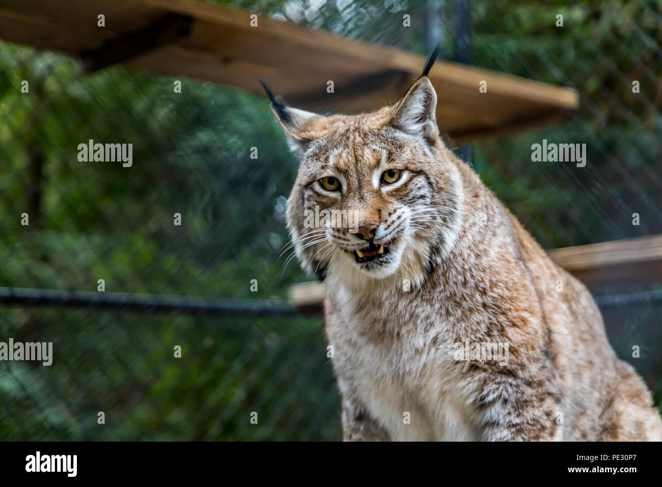 Wild American bobcat che mostra i suoi denti, guardando dritto verso la fotocamera in una gabbia a un santuario Foto Stock
