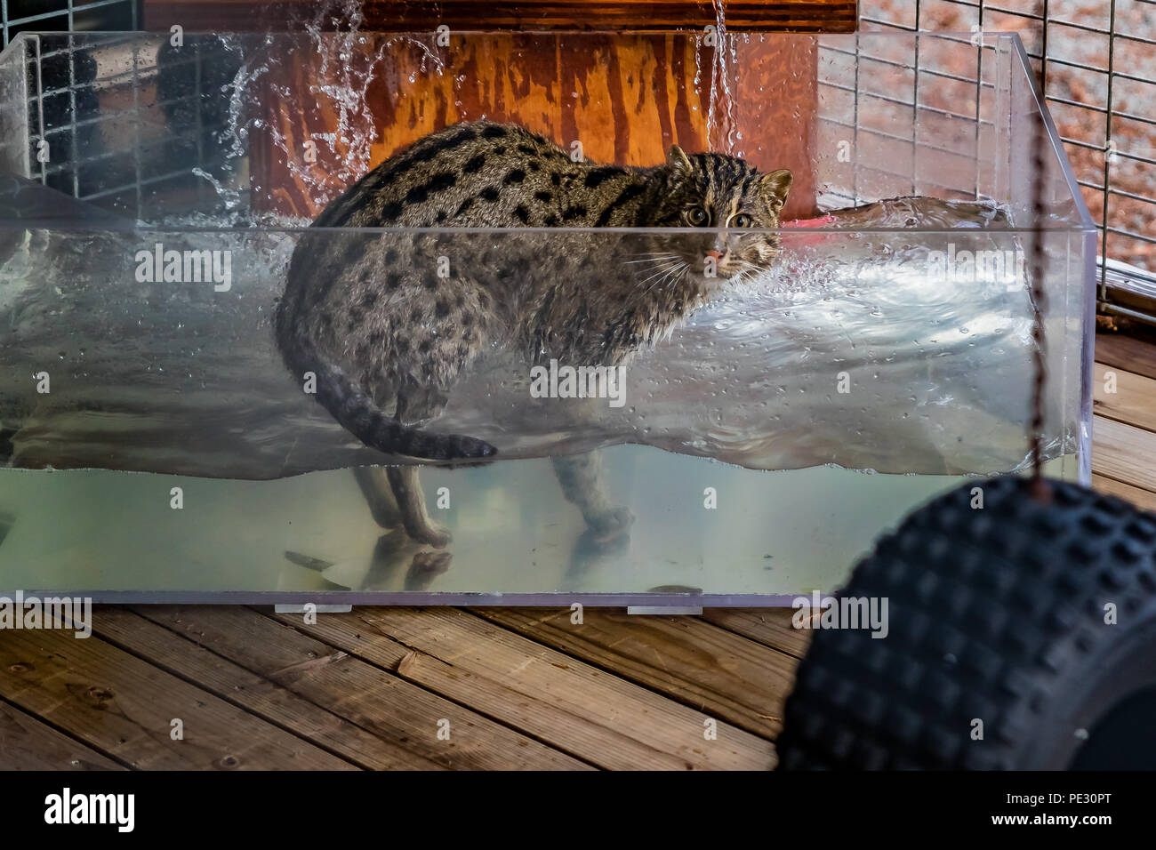 Wild cat di pesca in un serbatoio di acqua, guardare dritto verso la fotocamera, presso un santuario Foto Stock