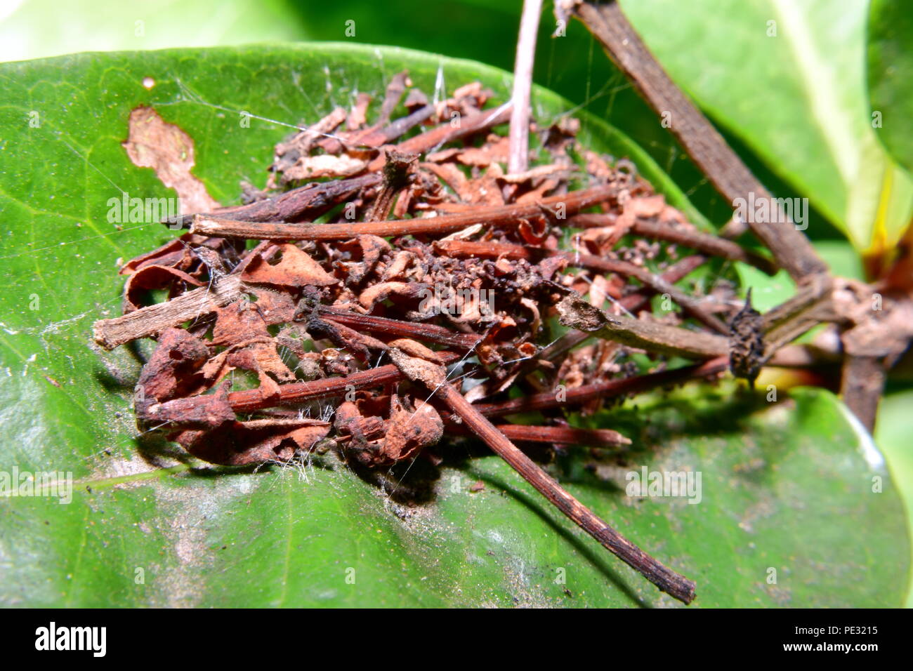 Boccioli morto sulla lamina Foto Stock