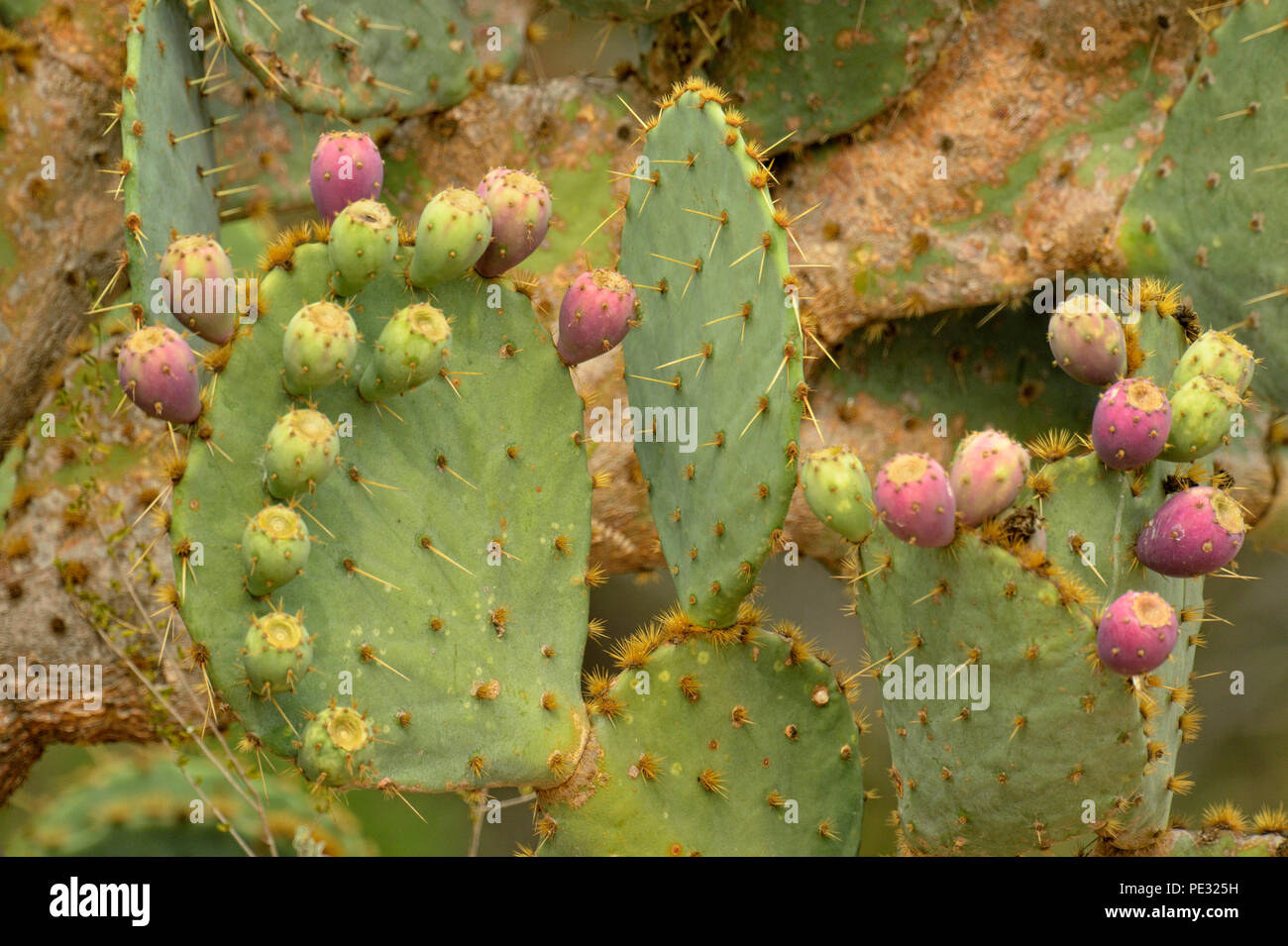 Ficodindia cactus Opuntia spp.) pale con la maturazione dei frutti, Rio Grande città, Texas, Stati Uniti d'America Foto Stock