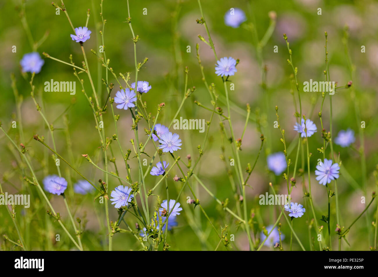 Comune di cicoria (Cichorium intybus) fiori sul ciglio della strada, Buffalo National River, Arkansas, STATI UNITI D'AMERICA Foto Stock