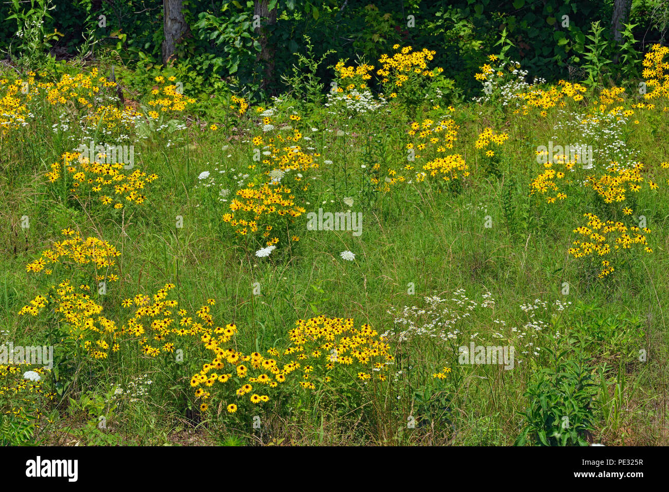 Black-eyed Susan (Rudbeckia hirta) colonia su strada con altri forbs, nei pressi di Jasper, Arkansas, STATI UNITI D'AMERICA Foto Stock