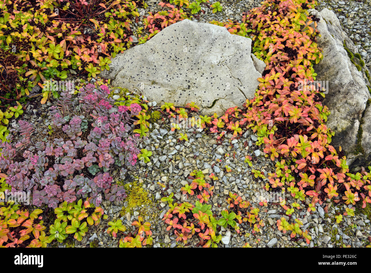 Colore di autunno in un ghiaione alpino giardino, maggiore Sudbury, Ontario, Canada Foto Stock