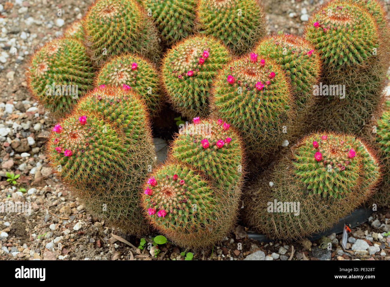 Quito giardini botanici- fioritura cactus (Mammillaria rhodantha), Quito Pichincha, Ecuador Foto Stock