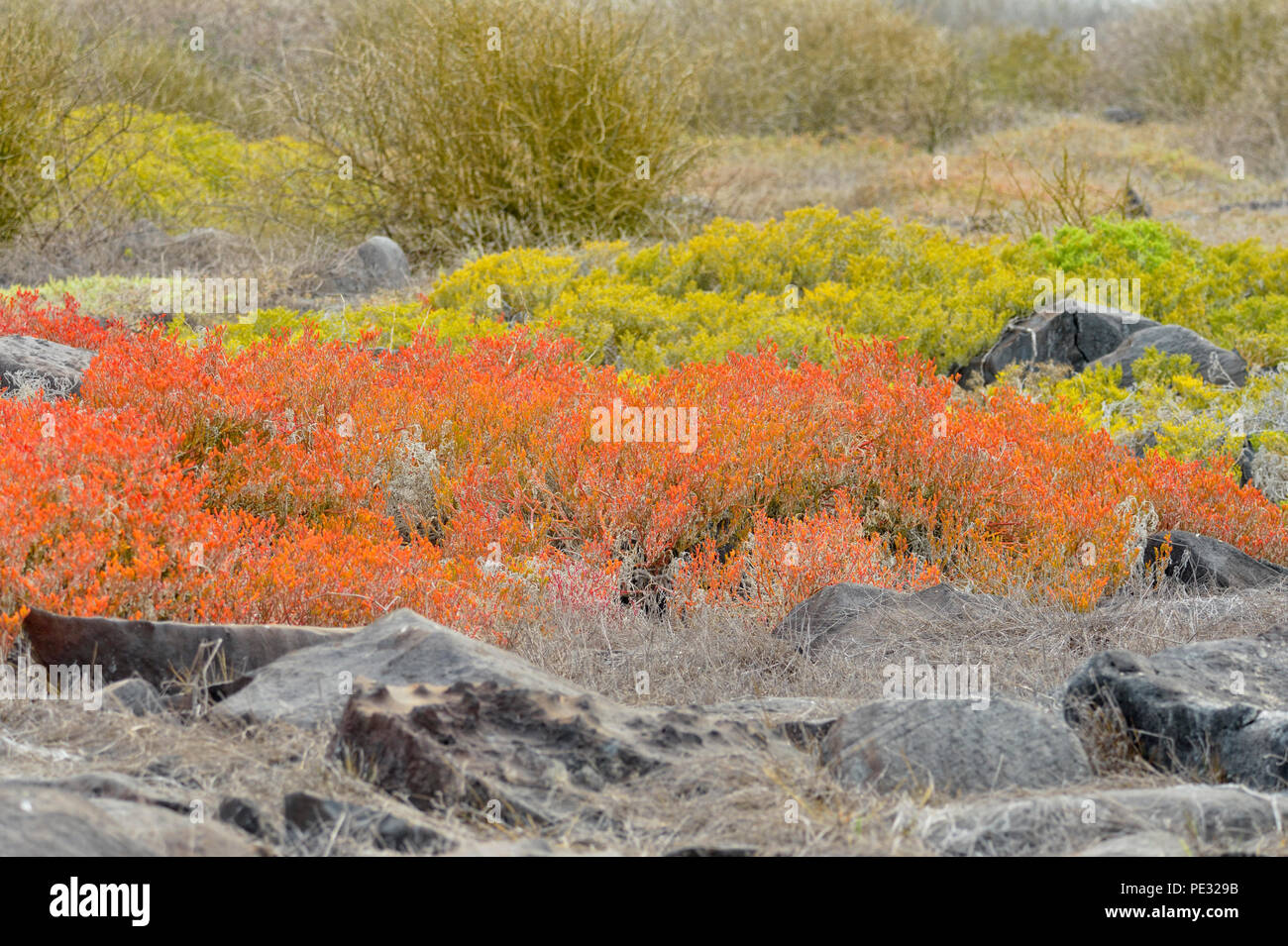 Tappeto Galapagos infestante, Galapagos litorale Purslane/Sea Purslane (portulacastrum Sesuvium o microphyllum), Isole Galapagos National Park, Ecuador Foto Stock