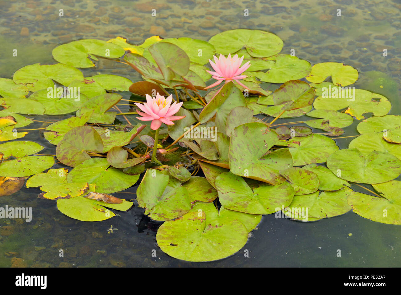Pond gigli, nei pressi di missione, Texas, Stati Uniti d'America Foto Stock