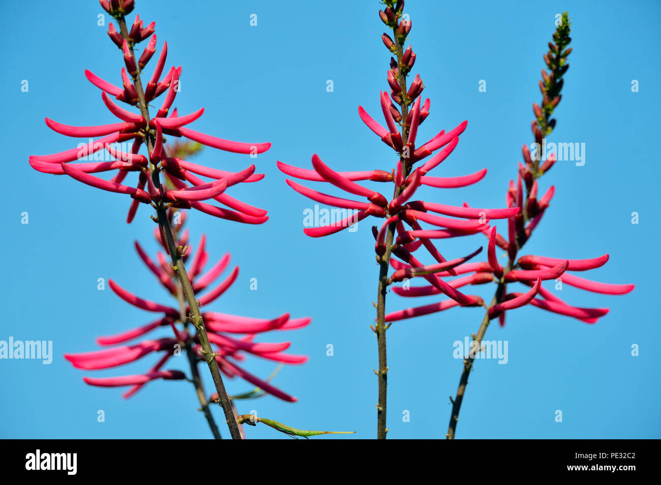 Coral Bean tree (Erythrina herbacea), fiori che attraggono colibrì, Quinta Mazatlan, McAllen, Texas, Stati Uniti d'America Foto Stock