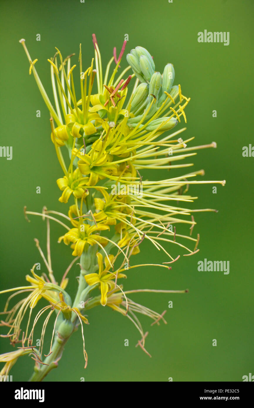 Huaco variegato (Manfreda variegata) Fiori, Quinta Mazatlan, McAllen, Texas, Stati Uniti d'America Foto Stock