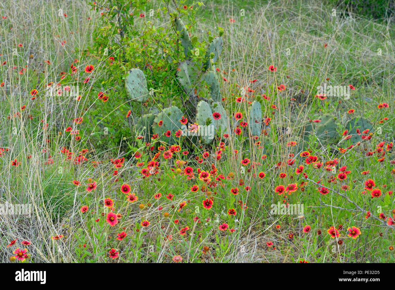 Hill Country fiori selvaggi-, Cypress Mill road vicino a Johnson City, Texas, Stati Uniti d'America Foto Stock