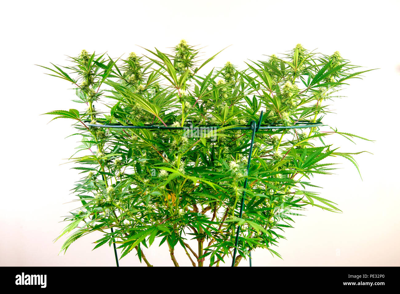 Piccoli vasi di pianta di cannabis con i primi fiori isolati su sfondo bianco - la marijuana medica sfondo Foto Stock