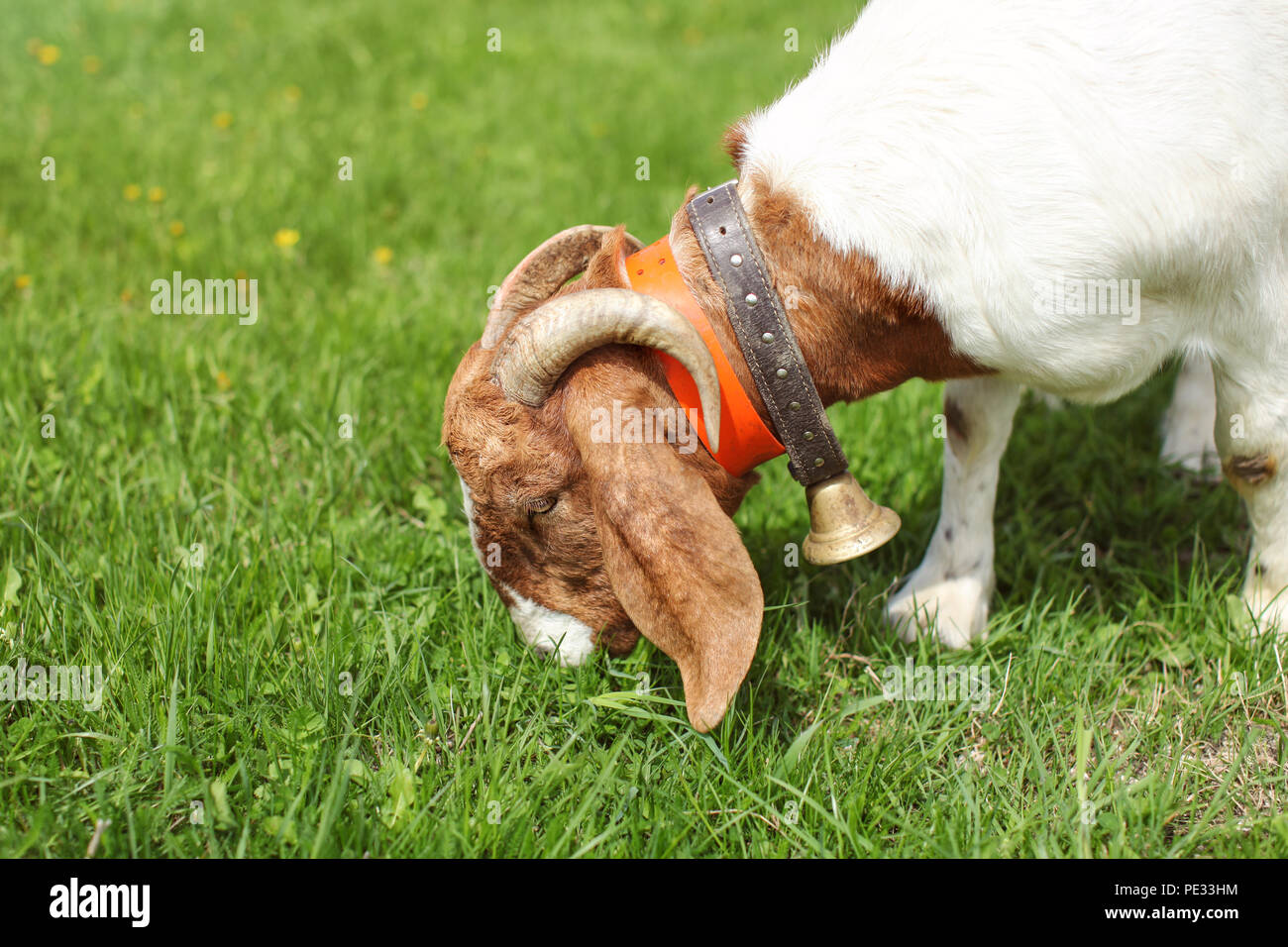Anglo nubian / Boer capra pascolo maschio sull'erba. Foto Stock