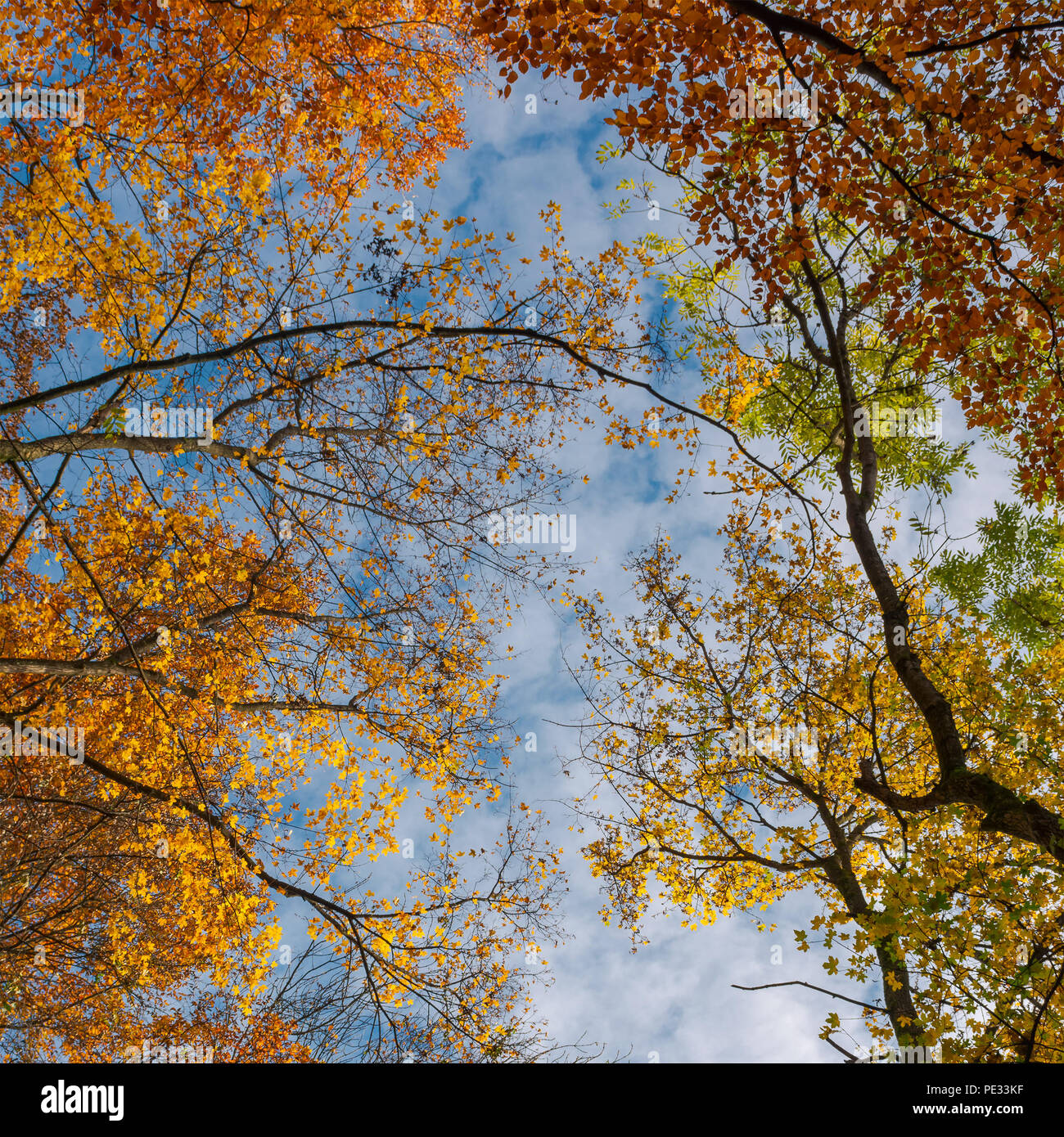 Foglie colorate su uno sfondo con cielo. girare la testa verso l'alto. autunno bello e mite umore Foto Stock