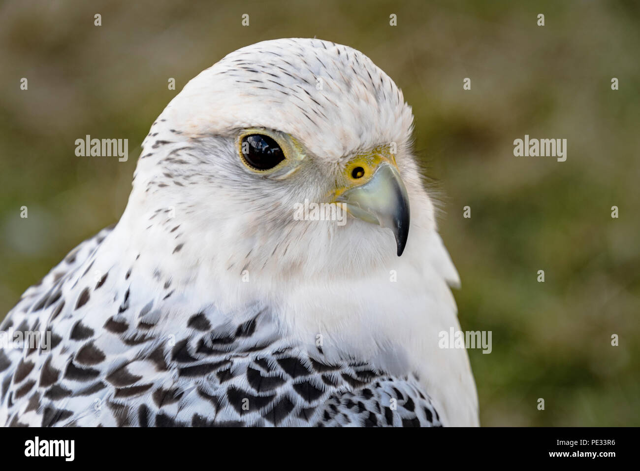 Gyr X Saker Falcon ritratto Foto Stock