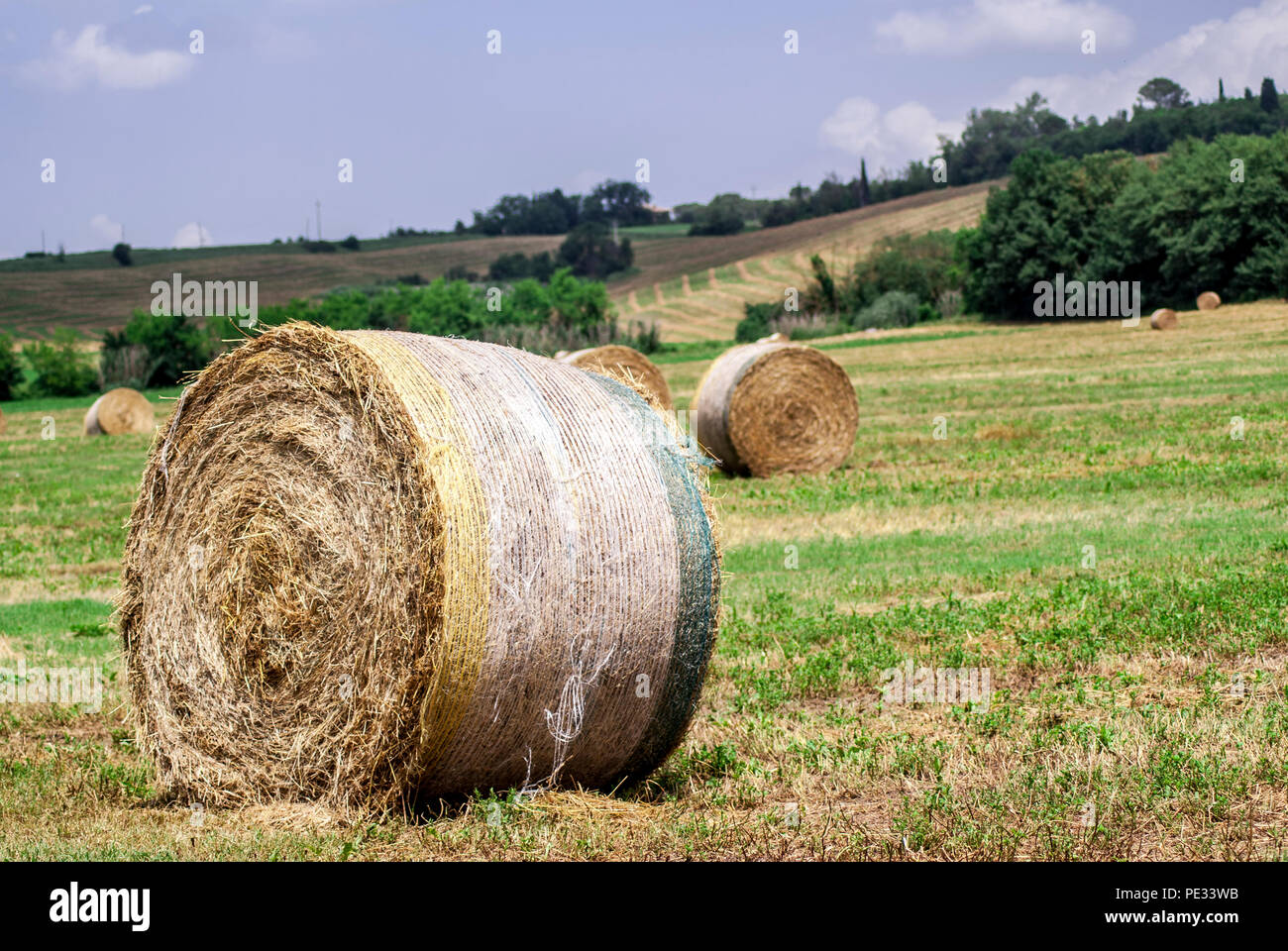 Immagini del campo di fieno immagini e fotografie stock ad alta
