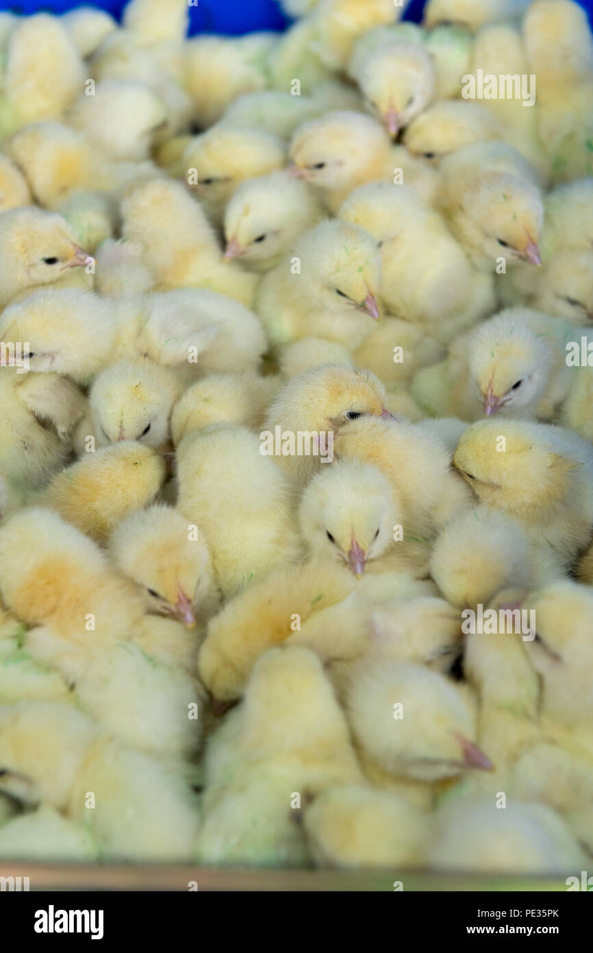 Lotto di giorno il vecchio broiler pulcini su una unità di pollame. Lancashire, Regno Unito. Foto Stock