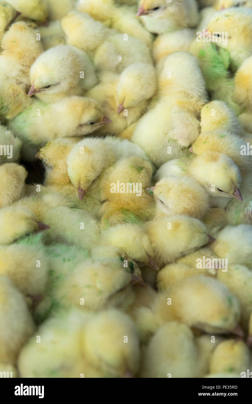 Lotto di giorno il vecchio broiler pulcini su una unità di pollame. Lancashire, Regno Unito. Foto Stock