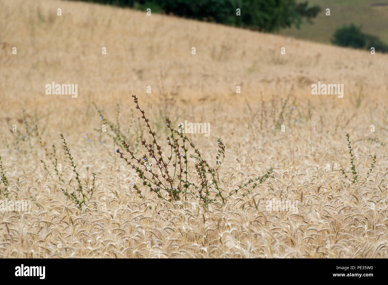 Erbacce crescita organica di un campo di orzo, Cotswolds, UK. Foto Stock