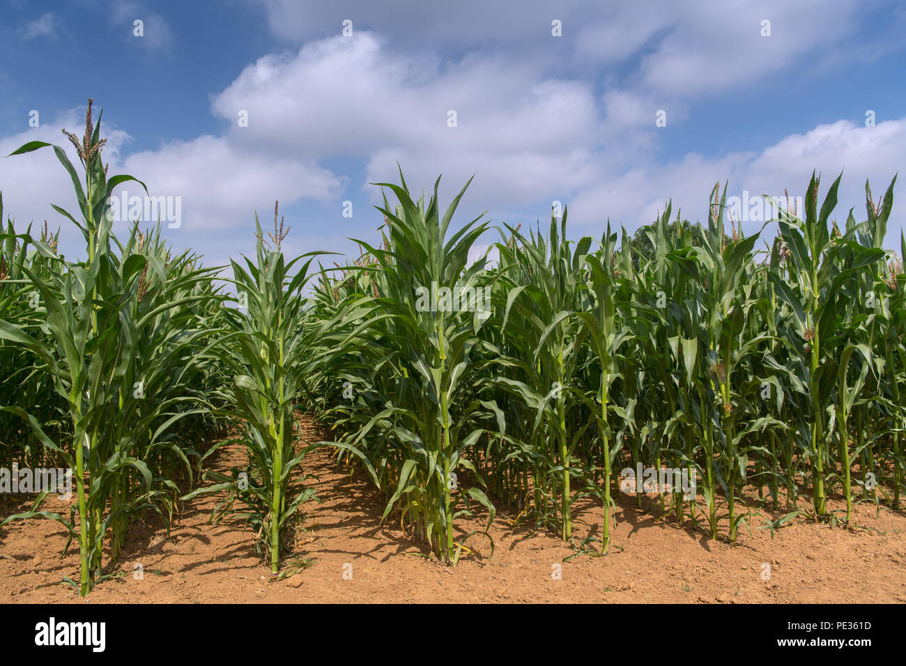 Il raccolto di mais crescono bene in una calda estate. Cotswolds, UK. Foto Stock