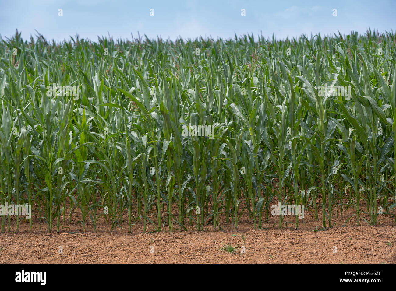 Il raccolto di mais crescono bene in una calda estate. Cotswolds, UK. Foto Stock