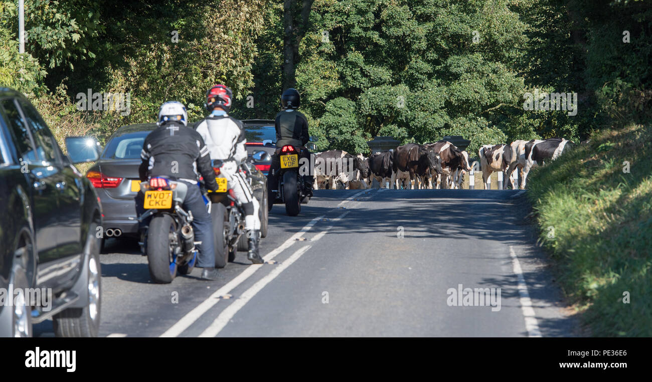 Bestiame bovino di caseificio attraversando una strada principale sulla strada per la mungitura tenendo alto il traffico. North Yorkshire, Regno Unito. Foto Stock