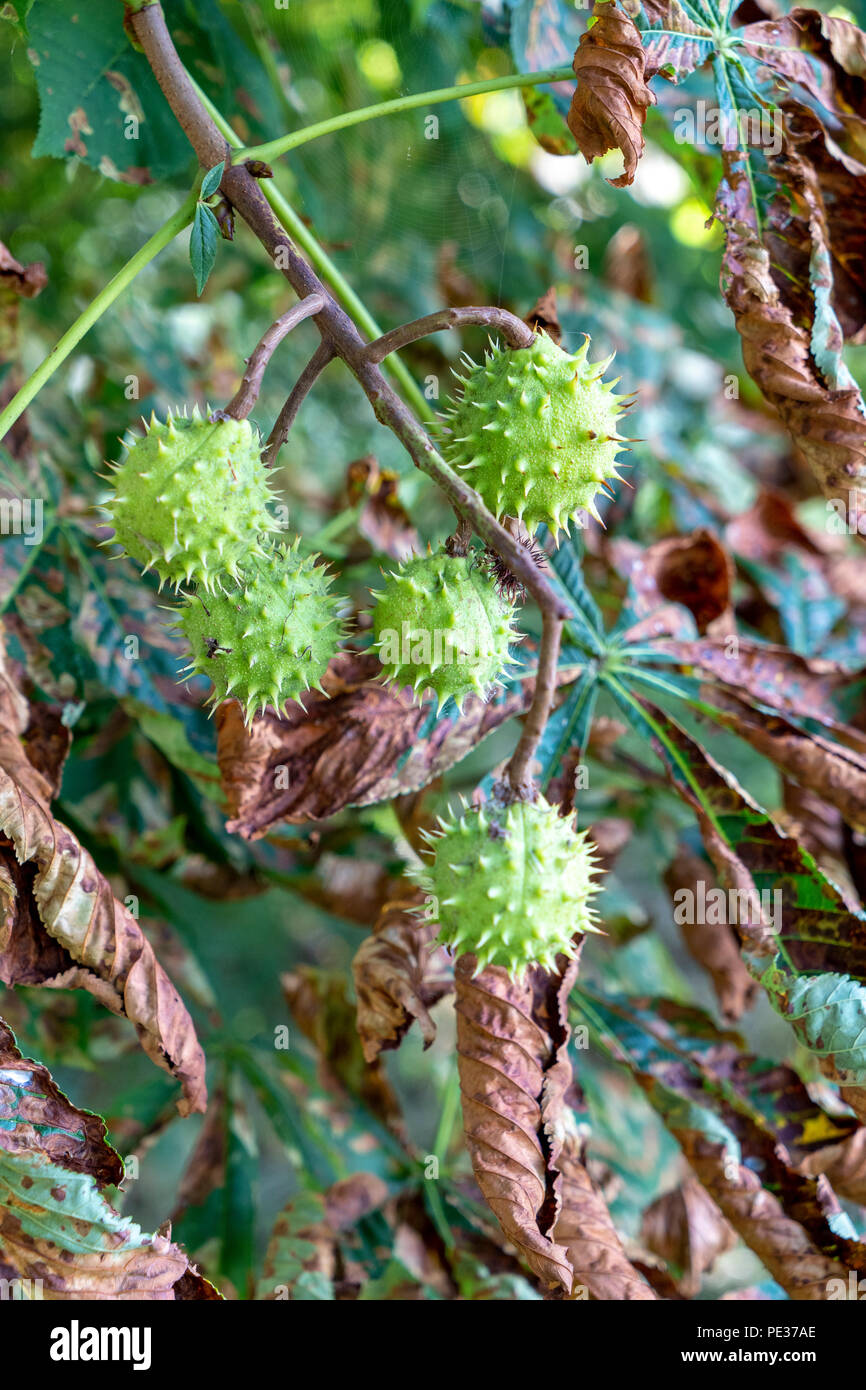 Guignardia aesculi chiazze di foglia in cavallo castagno con conkers Foto Stock