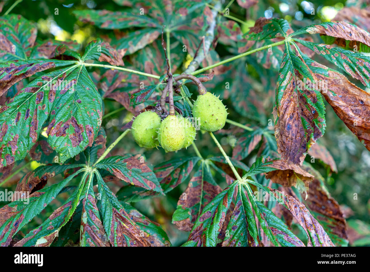 Guignardia aesculi chiazze di foglia in cavallo castagno con conkers Foto Stock