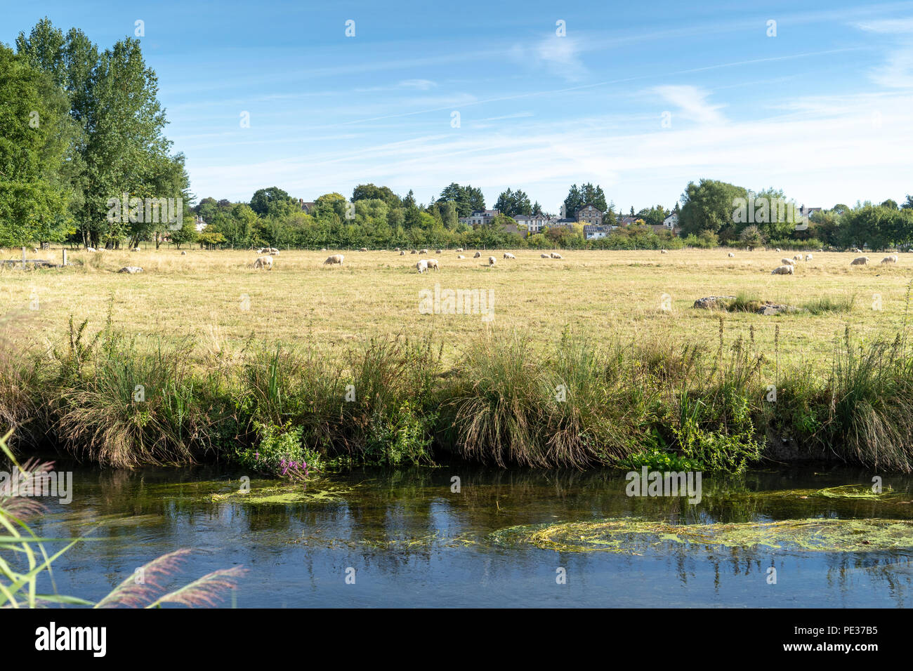 Fiume con acqua i prati e le pecore dietro Foto Stock