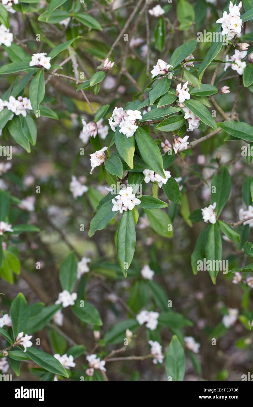 Daphne bholua 'Spring Herald' Fiori. Foto Stock