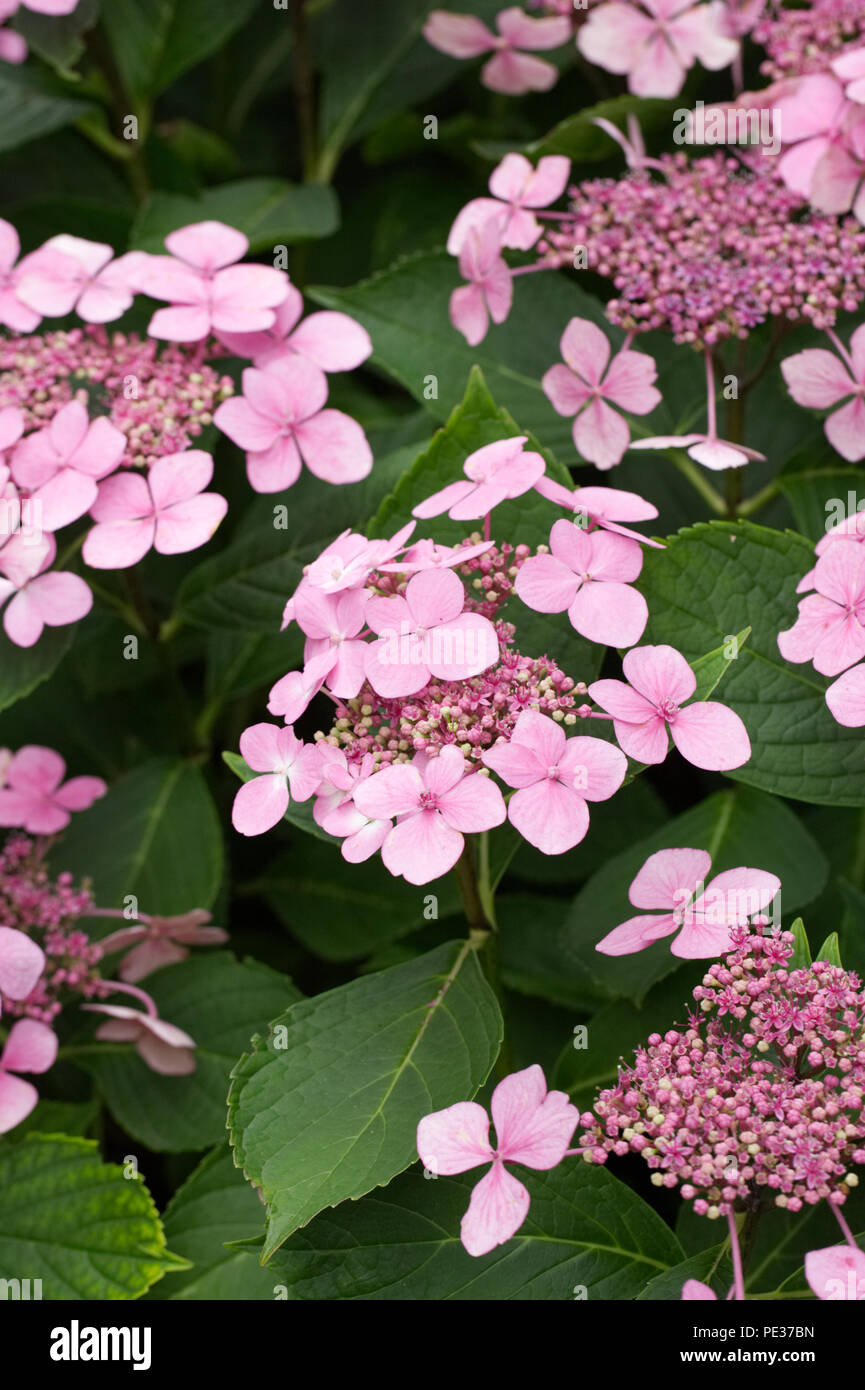 Hydrangea macrophylla 'Veitchii' Fiori. Foto Stock