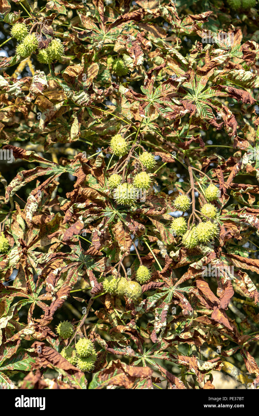 Guignardia aesculi chiazze di foglia in cavallo castagno con conkers Foto Stock