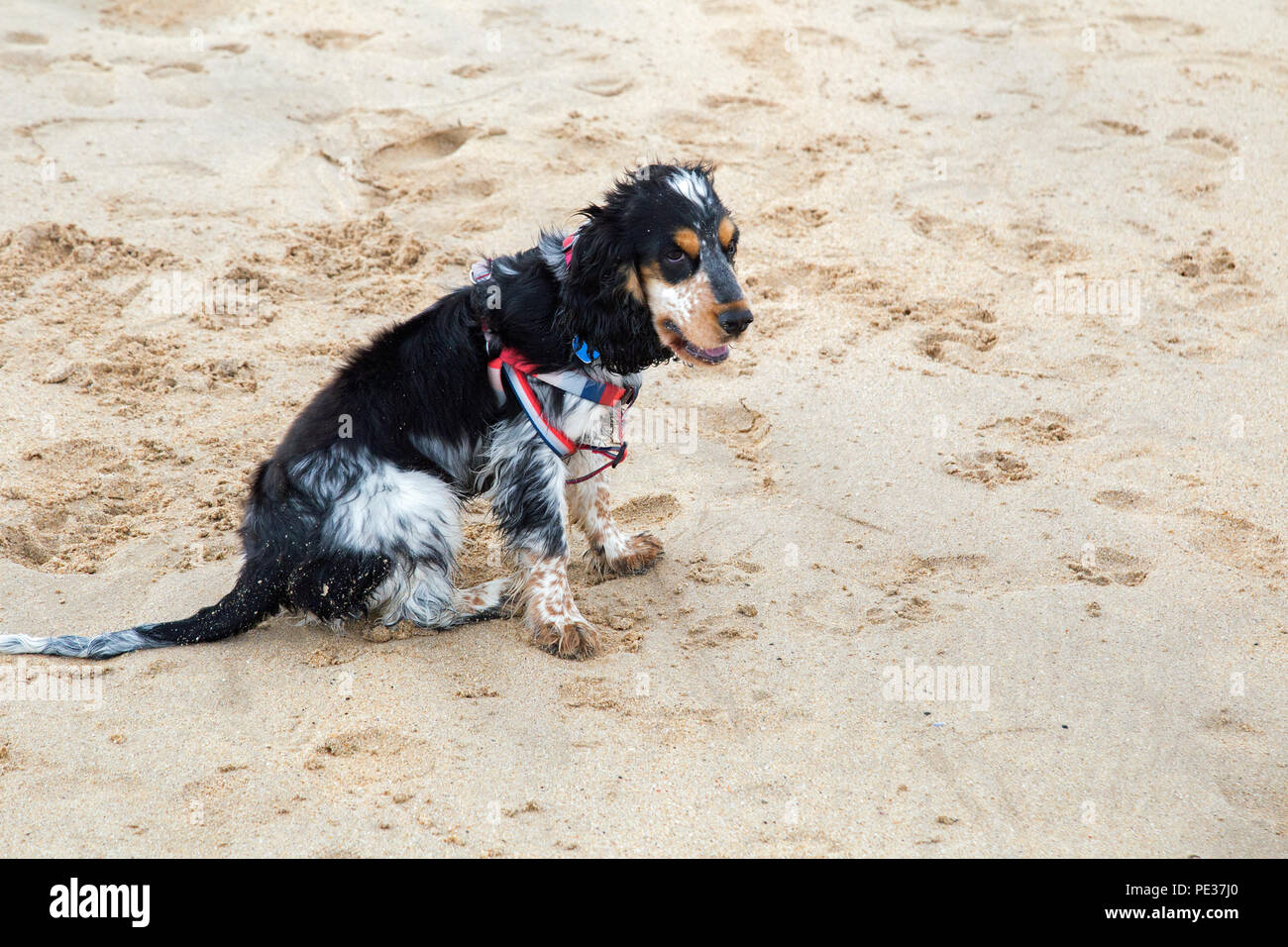 Un bellissimo colorato cocker spaniel cucciolo gioca su una spiaggia di sabbia fine e dorata in una giornata di sole. Foto Stock