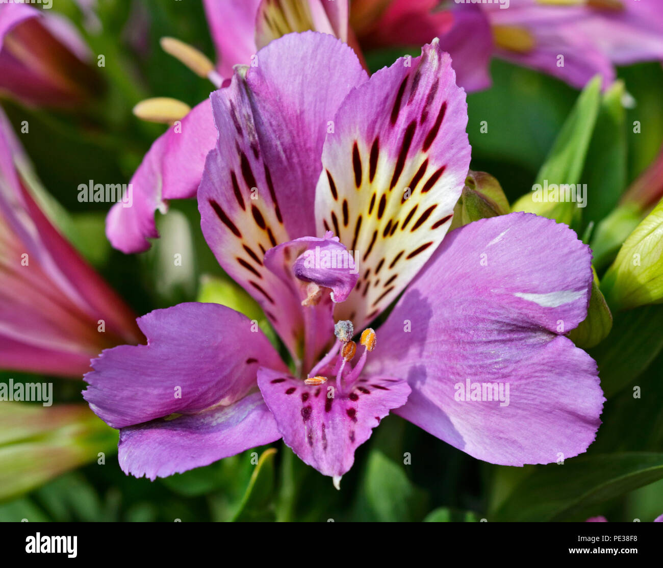 Alstroemeria Intincancha Navayo (peruviano Lily) Foto Stock