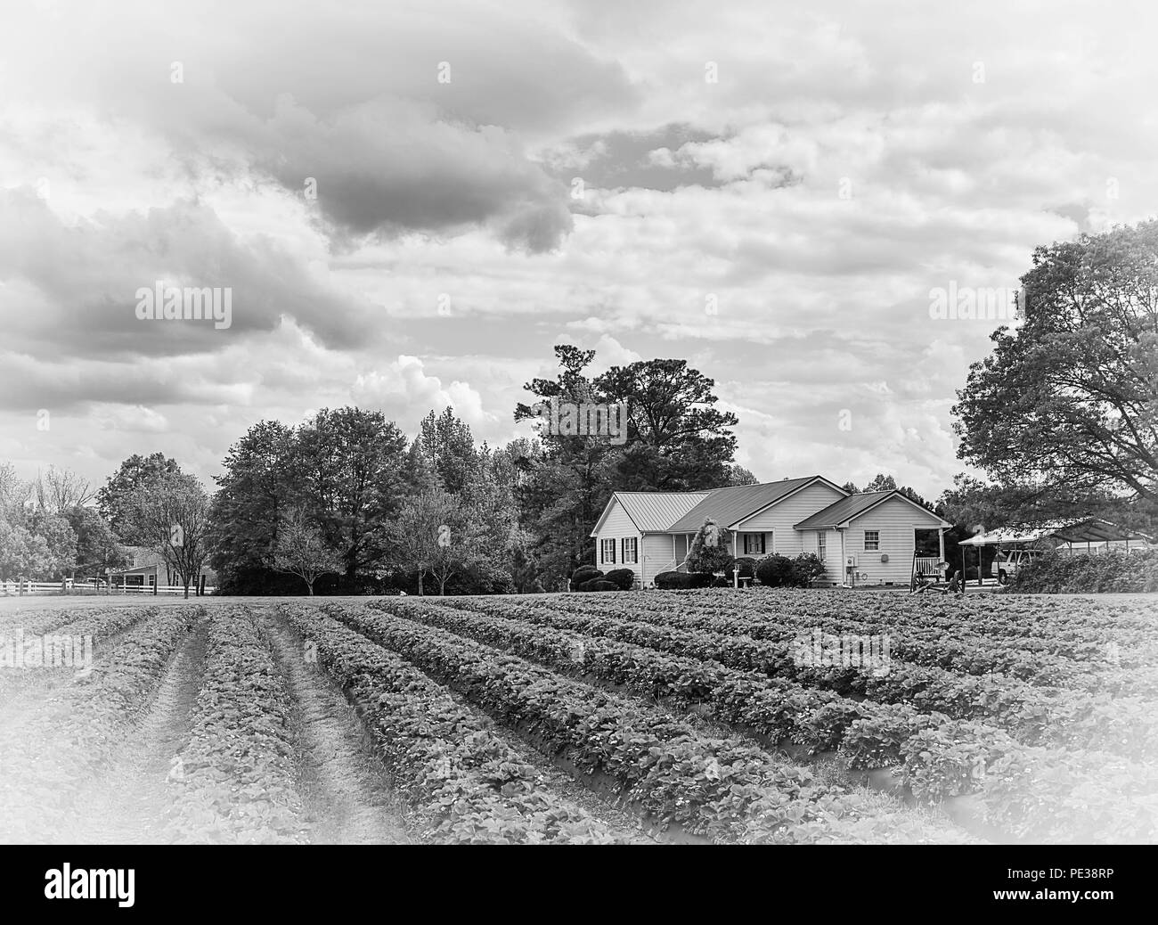 Una bella fattoria americana paesaggio con una casa colonica e raccolti in bianco e nero. Foto Stock
