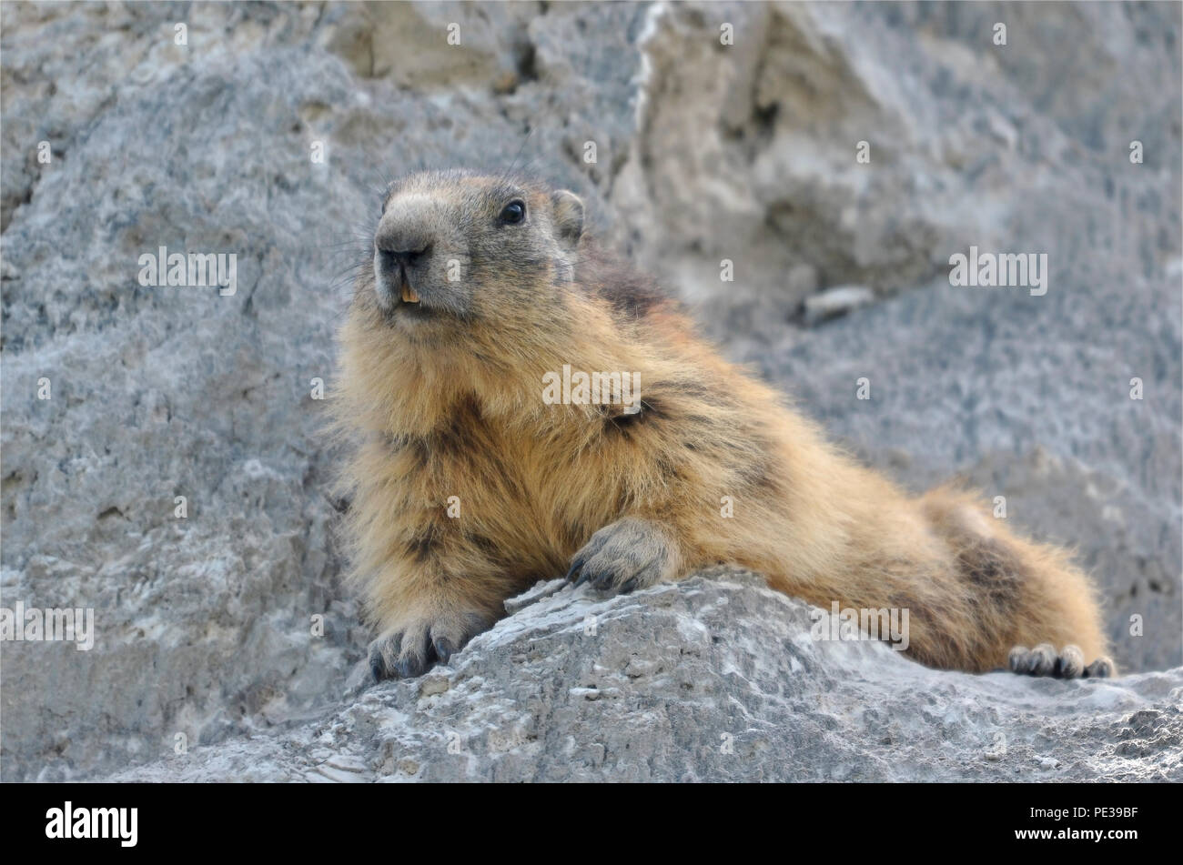 Alpine marmotta (Marmota marmota) giacente sulla roccia a La Plagne nelle Alpi francesi, dipartimento della Savoia Foto Stock